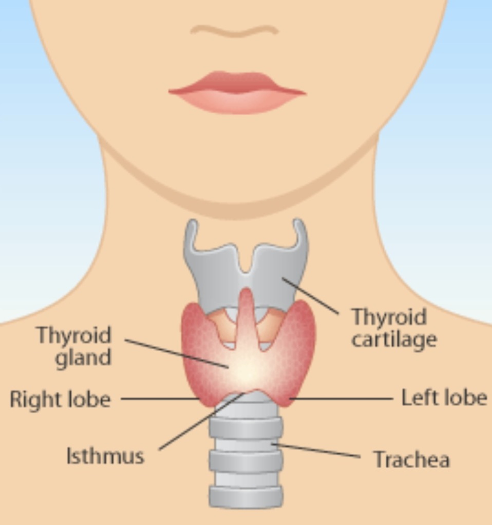 What are hypo-thyroidism symptoms in female?