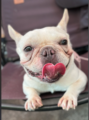 Veterinarians suggest 6 ways to feed your dog correctly